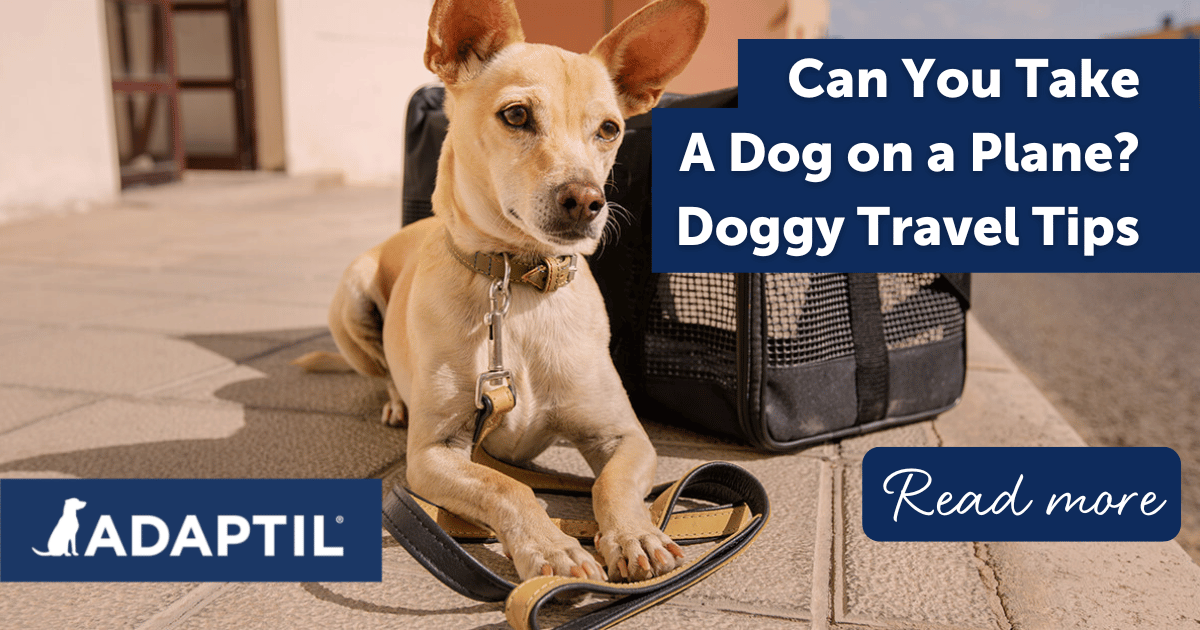 can-you-take-a-dog-on-a-plane-doggy-travel-tips-to-consider